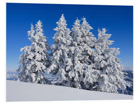 Foam board print Frozen trees after fresh snow, Switzerland