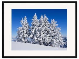 Gerahmter Kunstdruck Gefrorene Bäume nach Neuschnee, Schweiz