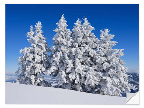 Naklejka na ścianę Frozen trees after fresh snow, Switzerland