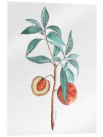 Cuadro de metacrilato Peach tree