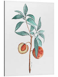 Aluminium print Peach tree