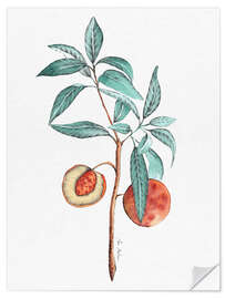 Selvklebende plakat Peach tree