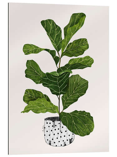 Gallery print Fiddle leaf plant