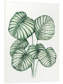 Foam board print Calathea Orbifolia