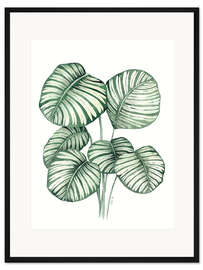 Gerahmter Kunstdruck Calathea Orbifolia