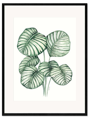Framed art print Calathea Orbifolia