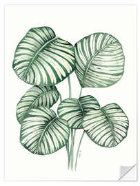 Wall sticker Calathea Orbifolia