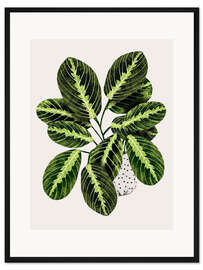 Gerahmter Kunstdruck Maranta Blattwerk