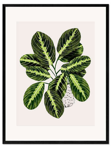 Framed art print Maranta plant