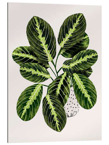 Quadro em plexi-alumínio Maranta plant