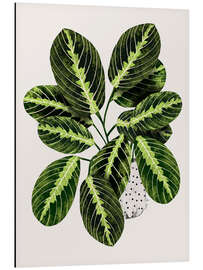 Magnettafel Maranta Blattwerk