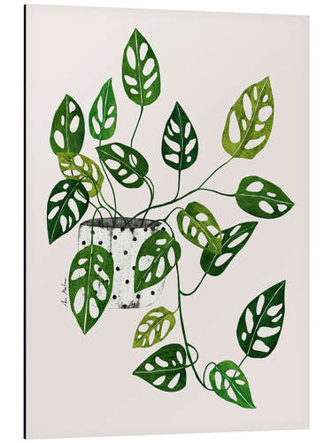 Aluminium print Monstera obliqua plant