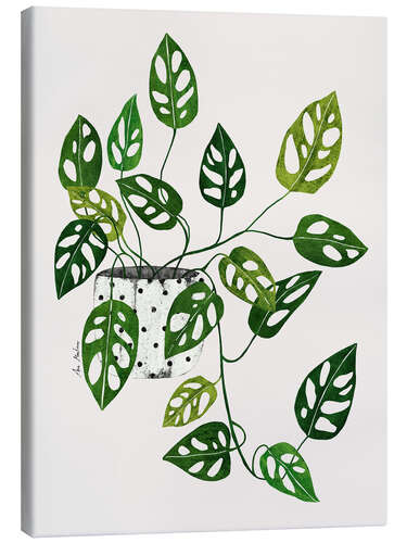 Canvas print Monstera obliqua plant