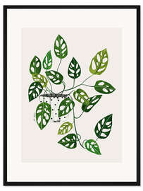 Gerahmter Kunstdruck Monstera obliqua Pflanze