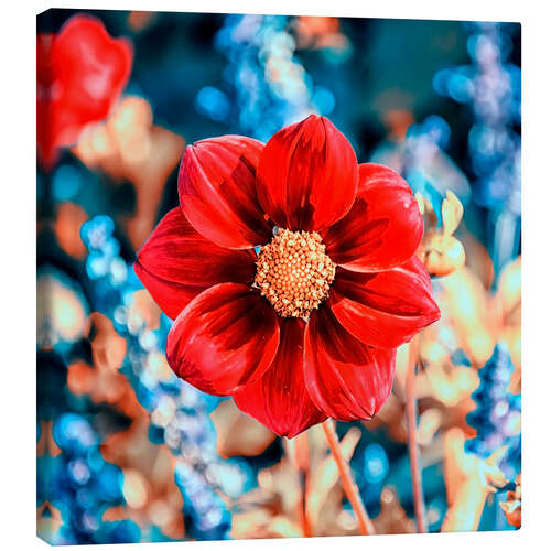 Quadro em tela Red Gazania