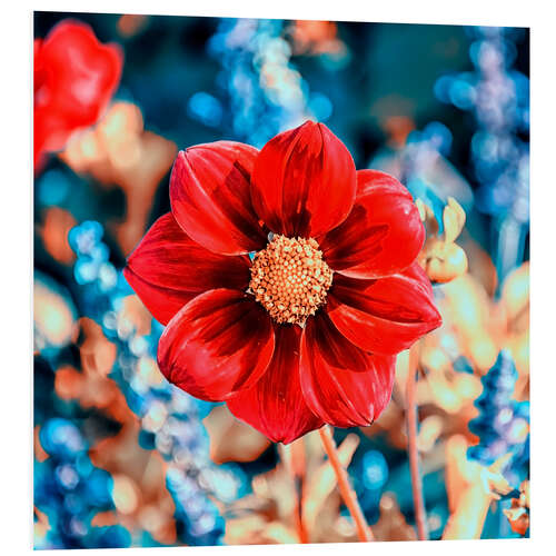 Tableau en PVC Red Gazania