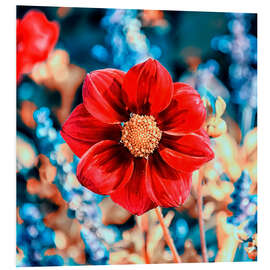 Foam board print Red Gazania