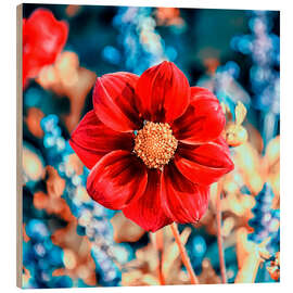 Hout print Red Gazania