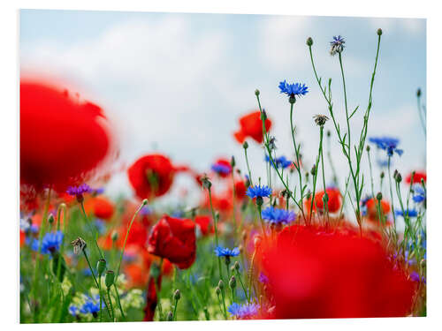 PVC-tavla Poppy Meadow in Summer