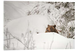 Acrylglas print Brown bear in the deep snow