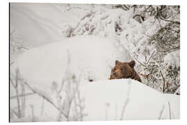 Aluminiumsbilde Brown bear in the deep snow