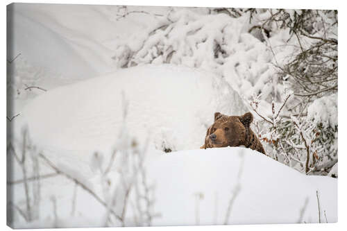 Leinwandbild Braunbär im hohen Schnee