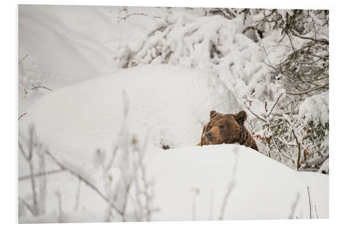 Tableau en PVC Ours brun dans la neige profonde