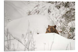 Gallery print Brown bear in the deep snow