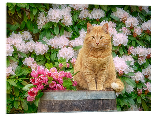 Acrylglasbild Rote Katze mit Frühlingsblumen