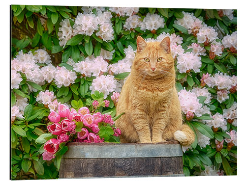 Alubild Rote Katze mit Frühlingsblumen