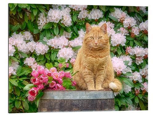 Gallery print Red cat with spring flowers