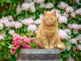 Magnettafel Rote Katze mit Frühlingsblumen