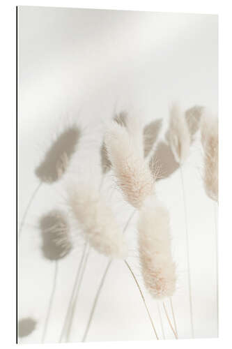 Gallery print Bunny Tail Grass