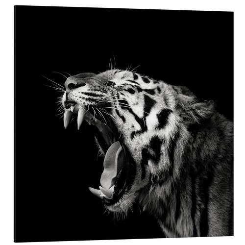 Aluminium print Primal yawn #4