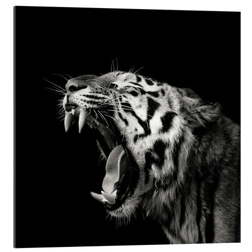 Gallery print Primal yawn #4