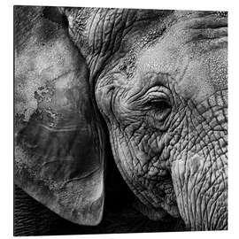 Tableau en aluminium Elephant skin