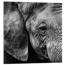 Gallery print Elephant skin