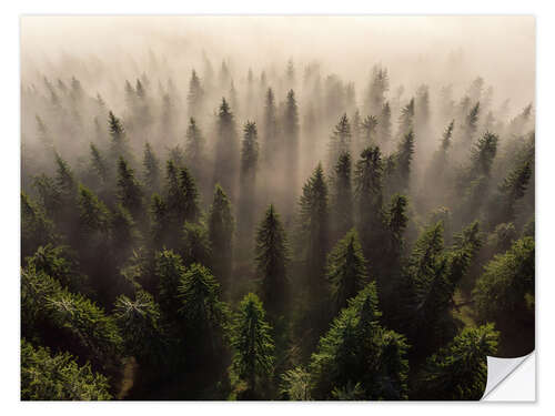 Naklejka na ścianę The army of firs