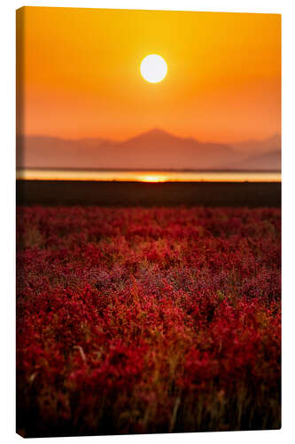 Canvas-taulu Sunset