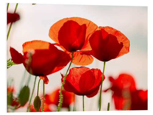 Tableau en PVC Summer Poppy Meadow