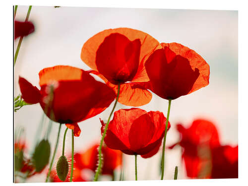 Gallery print Summer Poppy Meadow