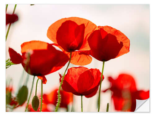 Sticker mural Summer Poppy Meadow