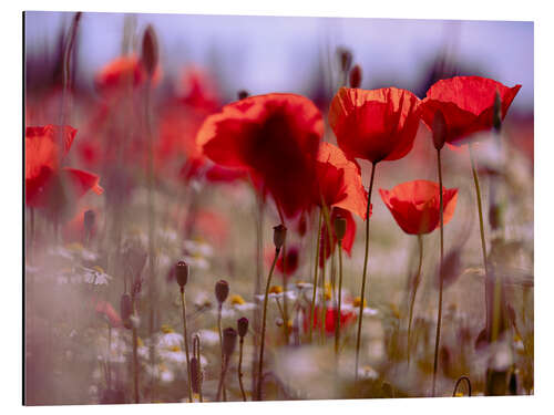 Aluminium print Summer Poppy Meadow