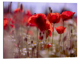 Quadro em alumínio Summer Poppy Meadow