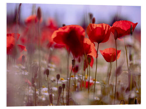 Quadro em PVC Summer Poppy Meadow