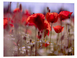 Foam board print Summer Poppy Meadow