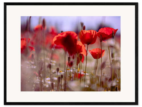 Framed art print Summer Poppy Meadow