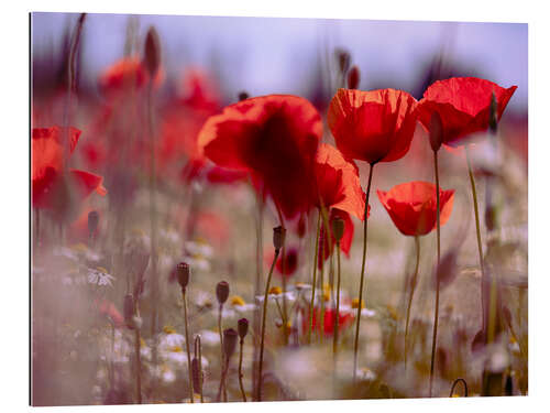 Gallery print Summer Poppy Meadow