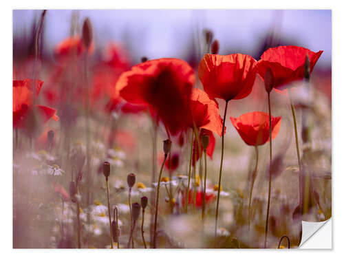 Sticker mural Summer Poppy Meadow