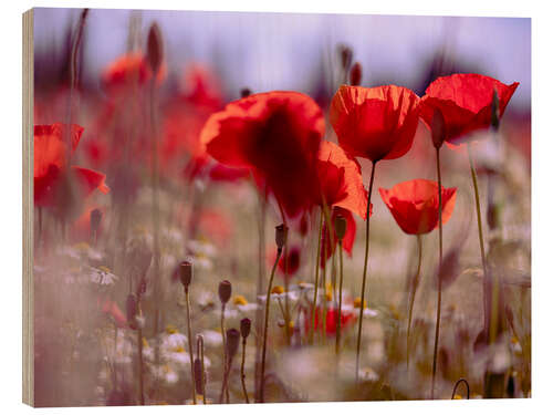 Wood print Summer Poppy Meadow